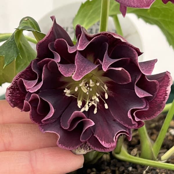 クリスマスローズ:ベルギー育種 ダブルオーバージーンホワイトエッジ26-05/4.5号ポット【現品販売】(開花~咲き進み株)