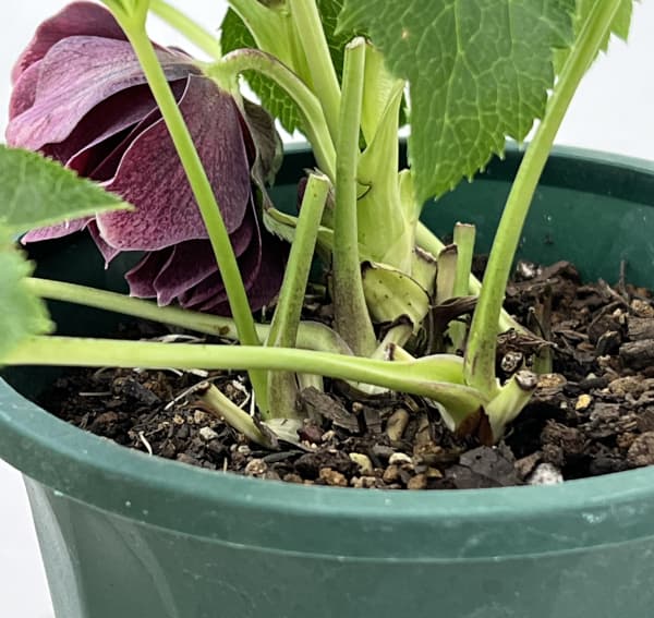 クリスマスローズ:ベルギー育種 ダブルオーバージーンホワイトエッジ26-05/4.5号ポット【現品販売】(開花~咲き進み株)