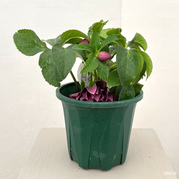 クリスマスローズ：ベルギー育種　ダブルオーバージーンホワイトエッジ26-08／4.5号ポット【現品販売】