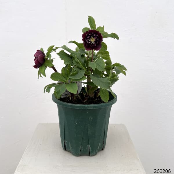 クリスマスローズ：ベルギー育種　ダブルオーバージーンホワイトエッジ26-10／4.5号ポット【現品販売】