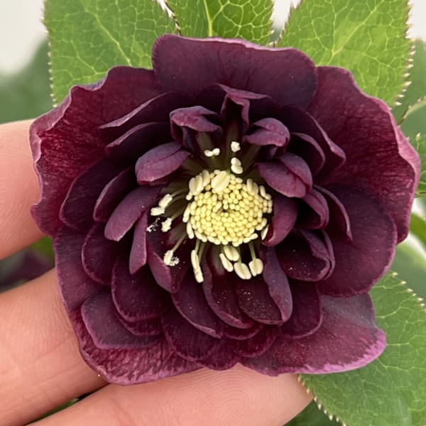 クリスマスローズ：ベルギー育種　ダブルオーバージーンホワイトエッジ26-10／4.5号ポット【現品販売】