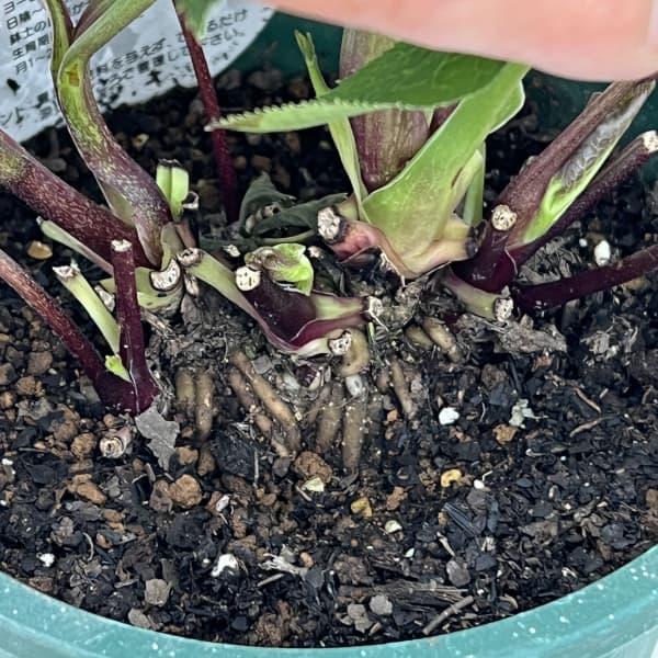 クリスマスローズ：ベルギー育種　ダブルオーバージーンホワイトエッジ26-10／4.5号ポット【現品販売】