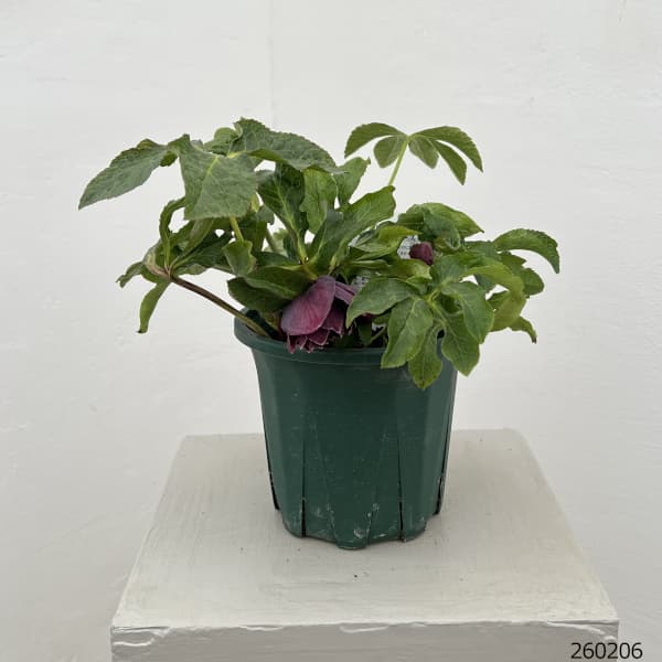 クリスマスローズ：ベルギー育種　ダブルオーバージーンホワイトエッジ26-11／4.5号ポット【現品販売】