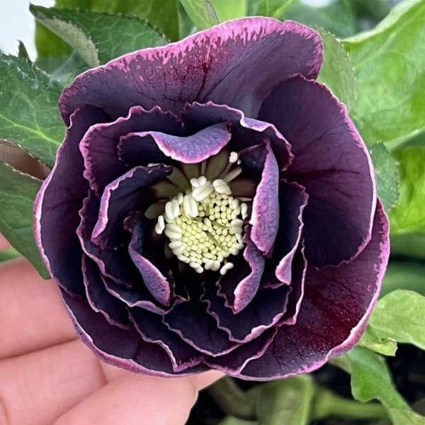 クリスマスローズ：ベルギー育種　ダブルオーバージーンホワイトエッジ26-11／4.5号ポット【現品販売】