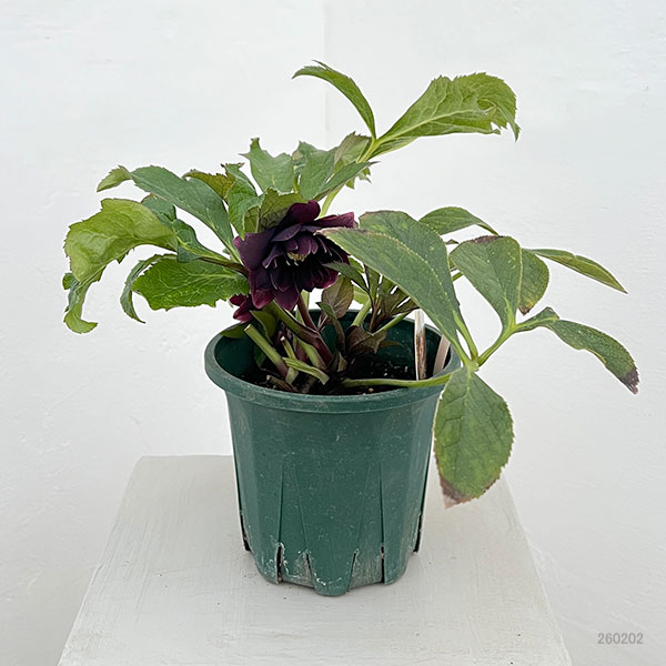 クリスマスローズ：ベルギー育種　ダブルオーバージーンホワイトエッジ26-12／4.5号ポット【現品販売】