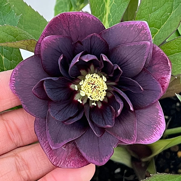 クリスマスローズ：ベルギー育種　ダブルオーバージーンホワイトエッジ26-12／4.5号ポット【現品販売】