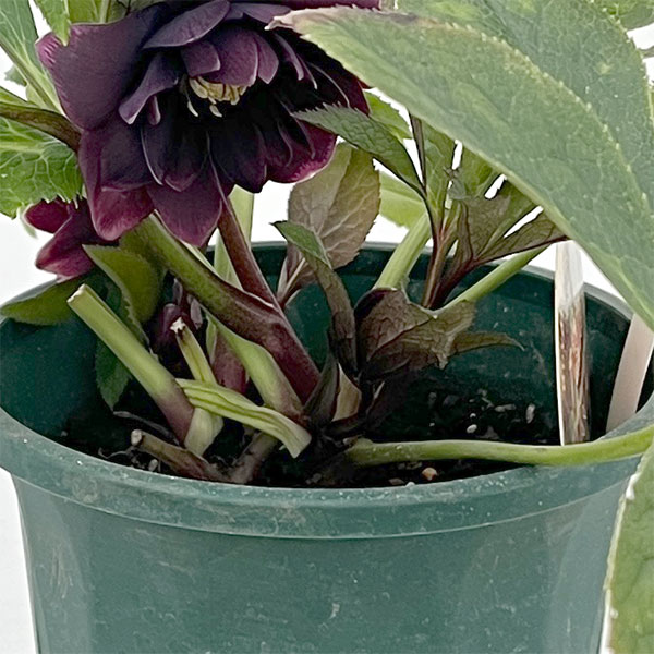 クリスマスローズ：ベルギー育種　ダブルオーバージーンホワイトエッジ26-12／4.5号ポット【現品販売】