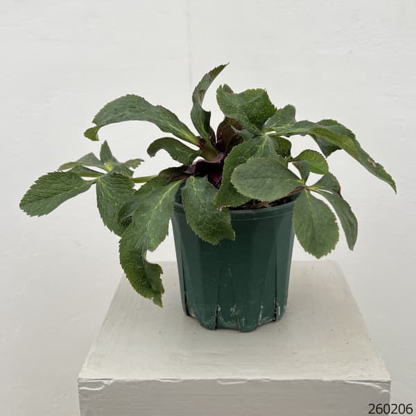 クリスマスローズ：ベルギー育種　ダブルオーバージーンホワイトエッジ26-13／4.5号ポット【現品販売】