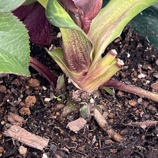 クリスマスローズ：ベルギー育種　ダブルオーバージーンホワイトエッジ26-13／4.5号ポット【現品販売】