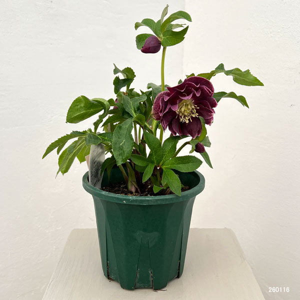 クリスマスローズ:ベルギー育種 ダブルオーバージーンホワイトエッジ26-15/4.5号ポット【現品販売】