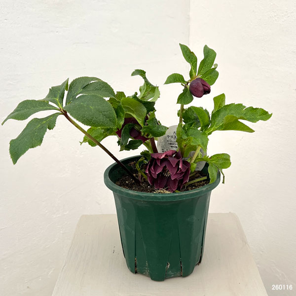 クリスマスローズ：ベルギー育種　ダブルオーバージーンホワイトエッジ26-16／4.5号ポット【現品販売】