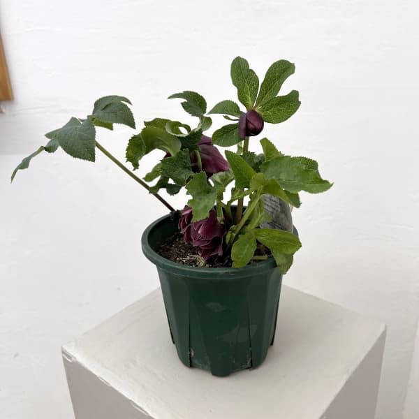 クリスマスローズ：ベルギー育種　ダブルオーバージーンホワイトエッジ26-16／4.5号ポット【現品販売】（開花～咲き進み株）