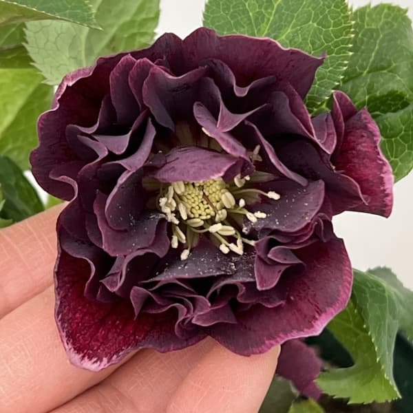 クリスマスローズ：ベルギー育種　ダブルオーバージーンホワイトエッジ26-16／4.5号ポット【現品販売】（開花～咲き進み株）