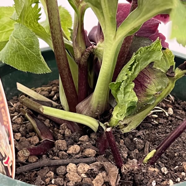 クリスマスローズ：ベルギー育種　ダブルオーバージーンホワイトエッジ26-16／4.5号ポット【現品販売】（開花～咲き進み株）