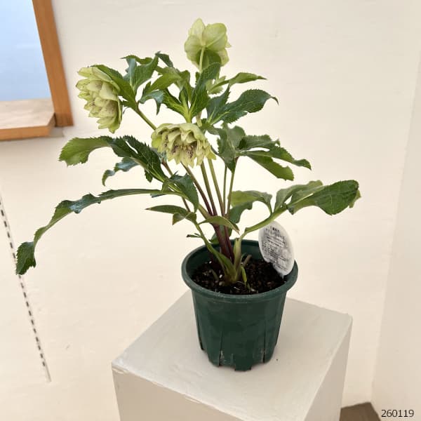 クリスマスローズ：ベルギー育種　ダブルグリーン26-01／4.5号ポット【現品販売】