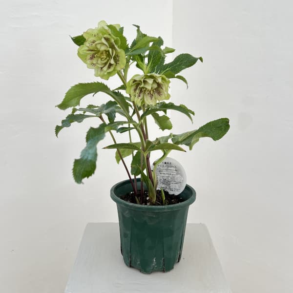 クリスマスローズ：ベルギー育種　ダブルグリーン26-01／4.5号ポット【現品販売】