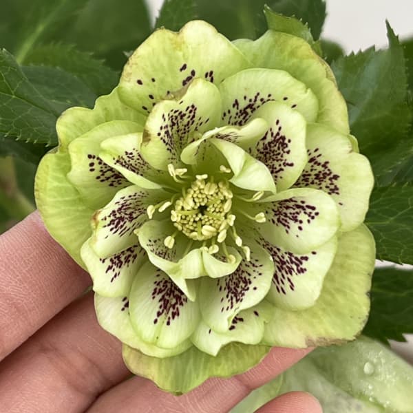 クリスマスローズ：ベルギー育種　ダブルグリーン26-01／4.5号ポット【現品販売】