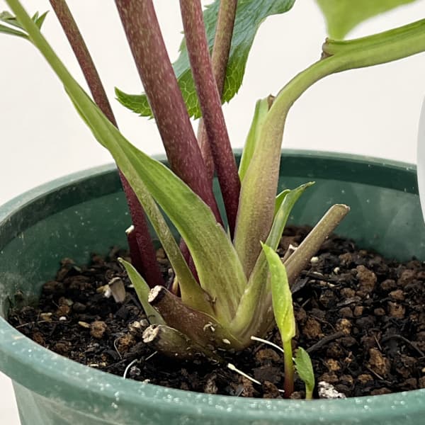 クリスマスローズ：ベルギー育種　ダブルグリーン26-01／4.5号ポット【現品販売】