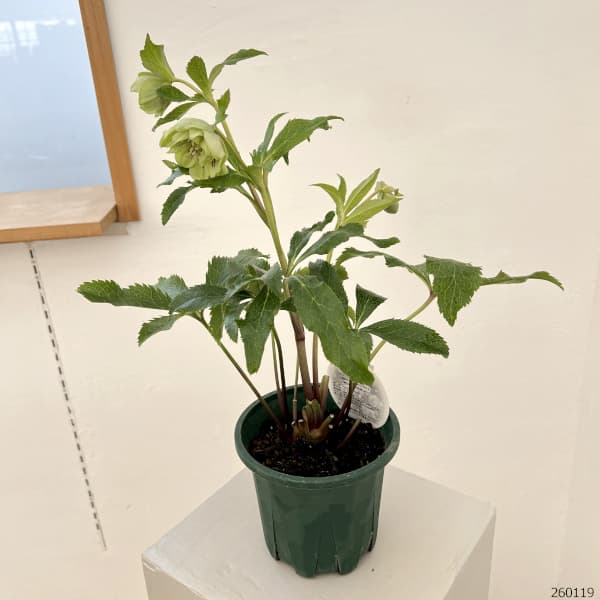 クリスマスローズ:ベルギー育種 ダブルグリーン26-02/4.5号ポット【現品販売】