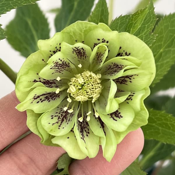 クリスマスローズ：ベルギー育種　ダブルグリーン26-02／4.5号ポット【現品販売】（開花～咲き進み株）