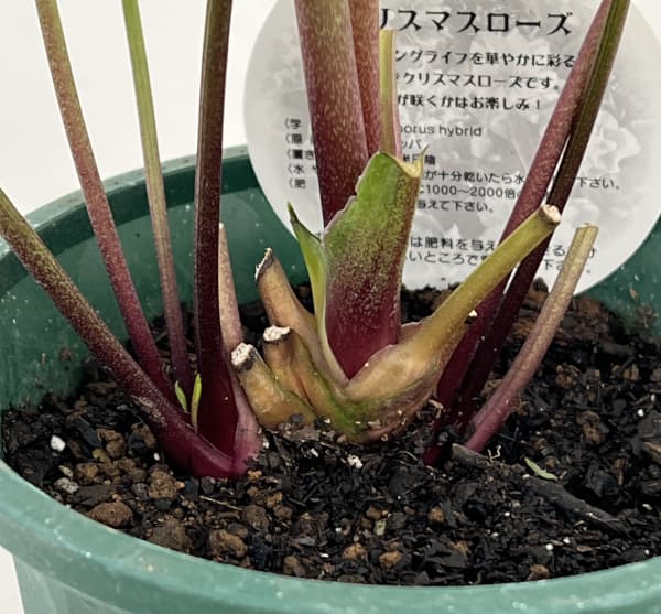 クリスマスローズ：ベルギー育種　ダブルグリーン26-02／4.5号ポット【現品販売】（開花～咲き進み株）