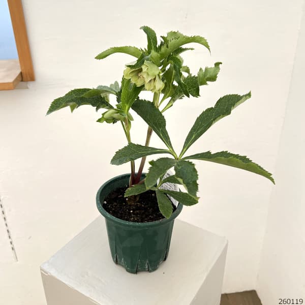 クリスマスローズ:ベルギー育種 ダブルグリーン26-03/4.5号ポット【現品販売】