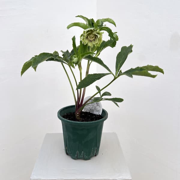 クリスマスローズ:ベルギー育種 ダブルグリーン26-03/4.5号ポット【現品販売】(開花~咲き進み株)