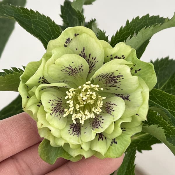 クリスマスローズ:ベルギー育種 ダブルグリーン26-03/4.5号ポット【現品販売】(開花~咲き進み株)