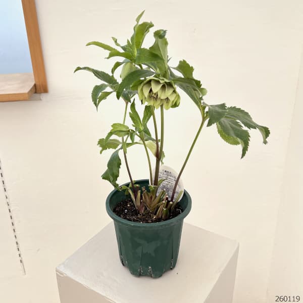 クリスマスローズ：ベルギー育種　ダブルグリーン26-04／4.5号ポット【現品販売】