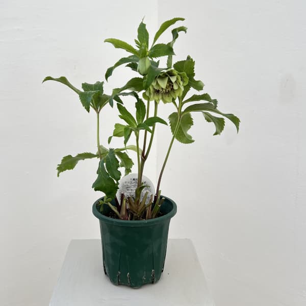 クリスマスローズ:ベルギー育種 ダブルグリーン26-04/4.5号ポット【現品販売】(開花~咲き進み株)