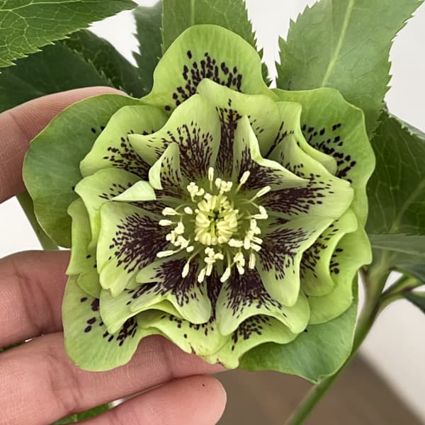 クリスマスローズ:ベルギー育種 ダブルグリーン26-04/4.5号ポット【現品販売】(開花~咲き進み株)