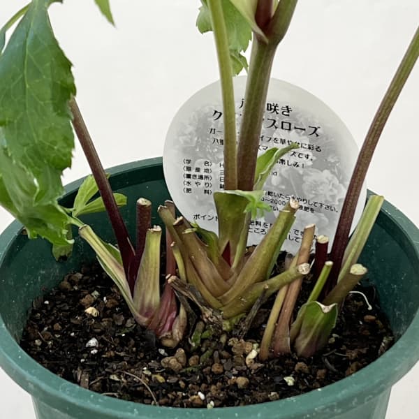 クリスマスローズ:ベルギー育種 ダブルグリーン26-04/4.5号ポット【現品販売】(開花~咲き進み株)