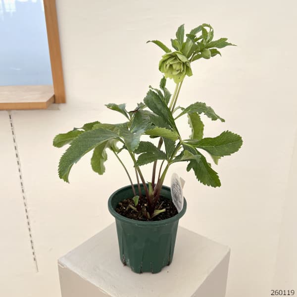 クリスマスローズ：ベルギー育種　ダブルグリーン26-05／4.5号ポット【現品販売】