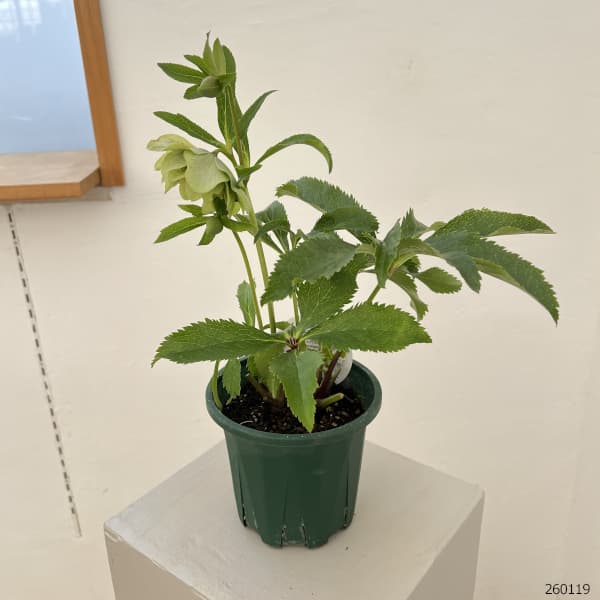 クリスマスローズ：ベルギー育種　ダブルグリーン26-06／4.5号ポット【現品販売】