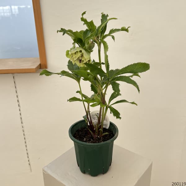 クリスマスローズ:ベルギー育種 ダブルグリーン26-07/4.5号ポット【現品販売】