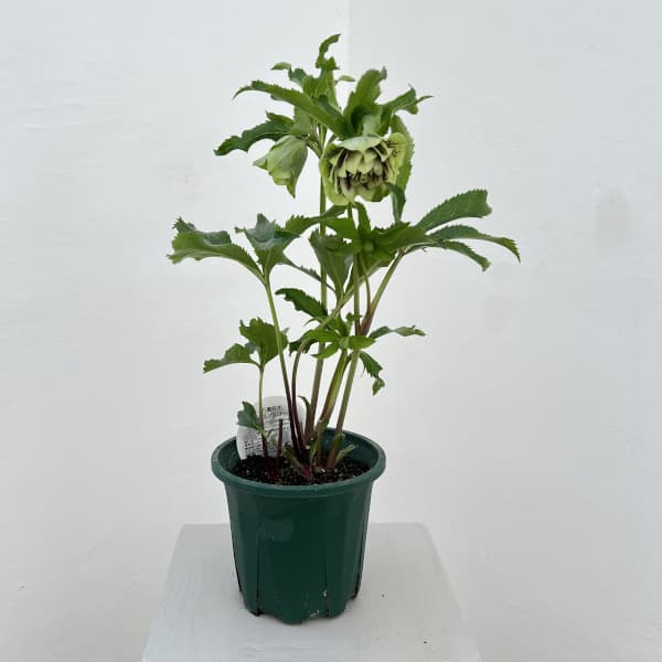 クリスマスローズ：ベルギー育種　ダブルグリーン26-07／4.5号ポット【現品販売】