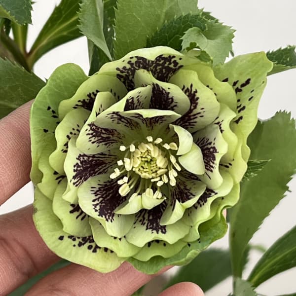 クリスマスローズ：ベルギー育種　ダブルグリーン26-07／4.5号ポット【現品販売】