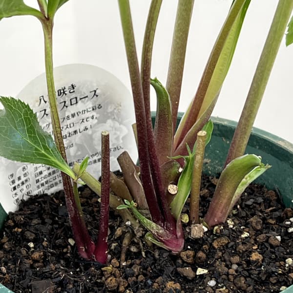 クリスマスローズ：ベルギー育種　ダブルグリーン26-07／4.5号ポット【現品販売】