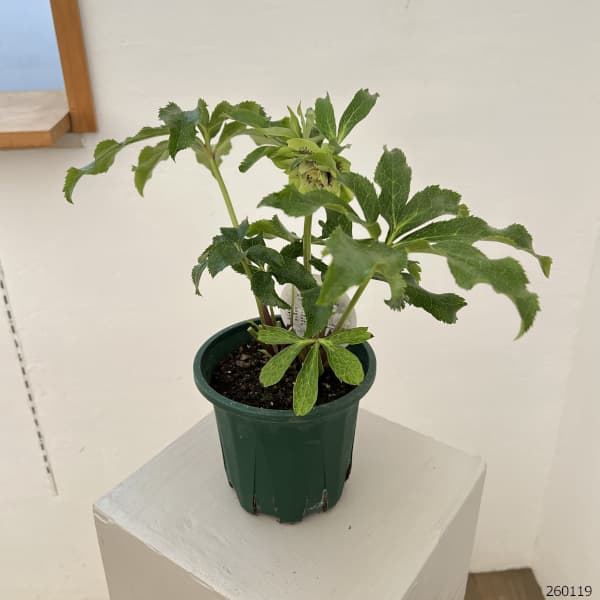 クリスマスローズ：ベルギー育種　ダブルグリーン26-08／4.5号ポット【現品販売】