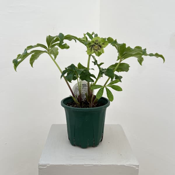 クリスマスローズ：ベルギー育種　ダブルグリーン26-08／4.5号ポット【現品販売】（開花～咲き進み株）