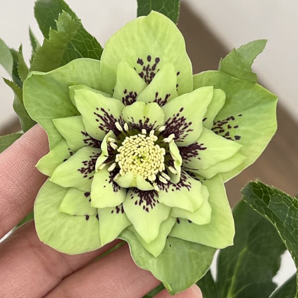 クリスマスローズ：ベルギー育種　ダブルグリーン26-08／4.5号ポット【現品販売】（開花～咲き進み株）