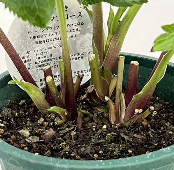 クリスマスローズ：ベルギー育種　ダブルグリーン26-08／4.5号ポット【現品販売】（開花～咲き進み株）