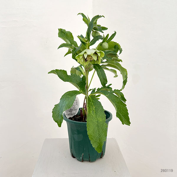 クリスマスローズ：ベルギー育種　ダブルグリーン26-09／4.5号ポット【現品販売】