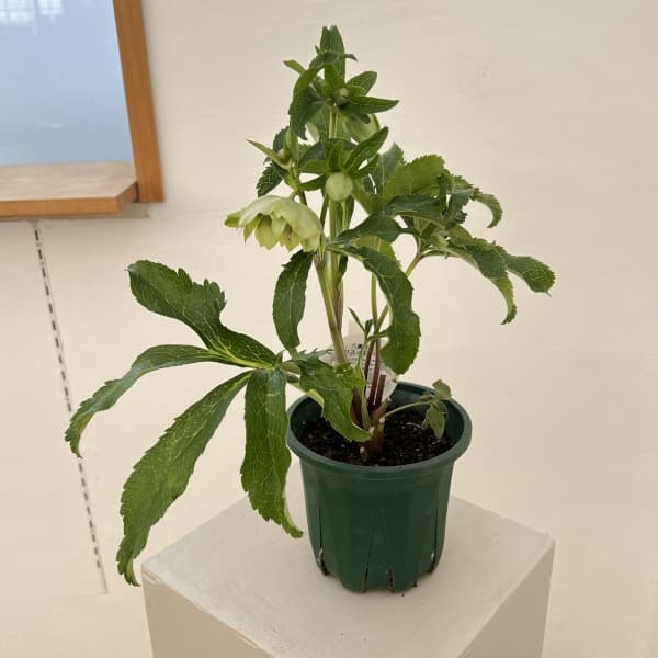 クリスマスローズ：ベルギー育種　ダブルグリーン26-09／4.5号ポット【現品販売】（開花～咲き進み株）