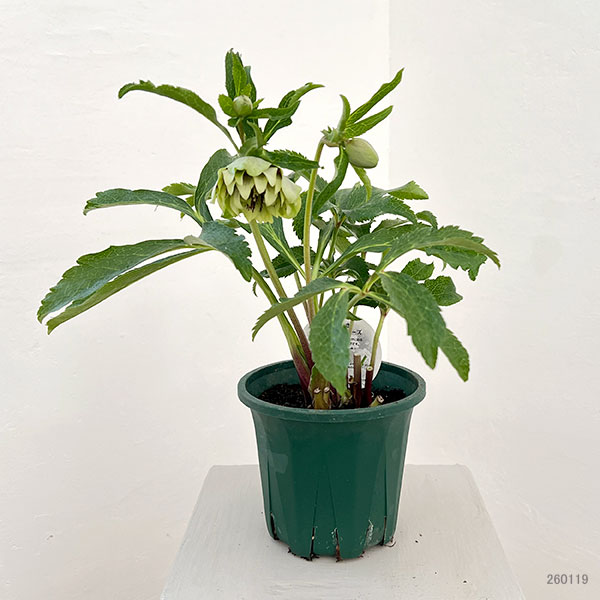 クリスマスローズ：ベルギー育種　ダブルグリーン26-10／4.5号ポット【現品販売】