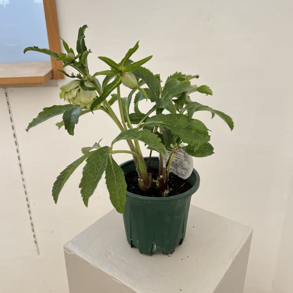 クリスマスローズ：ベルギー育種　ダブルグリーン26-10／4.5号ポット【現品販売】（開花～咲き進み株）