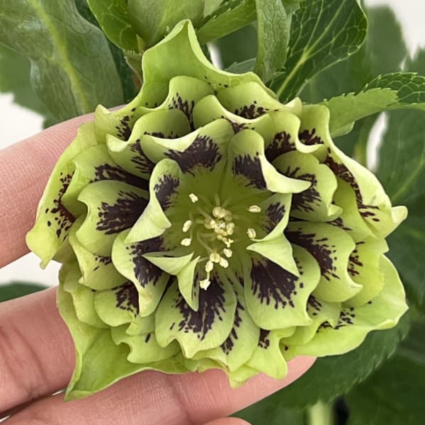 クリスマスローズ：ベルギー育種　ダブルグリーン26-10／4.5号ポット【現品販売】（開花～咲き進み株）