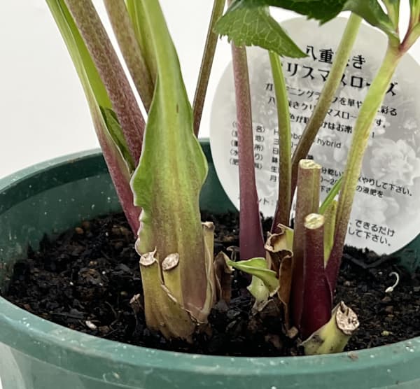 クリスマスローズ：ベルギー育種　ダブルグリーン26-10／4.5号ポット【現品販売】（開花～咲き進み株）