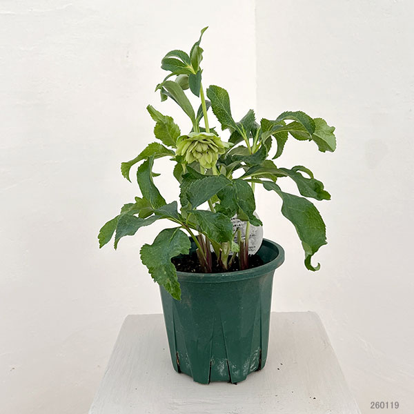 クリスマスローズ：ベルギー育種　ダブルグリーン26-11／4.5号ポット【現品販売】