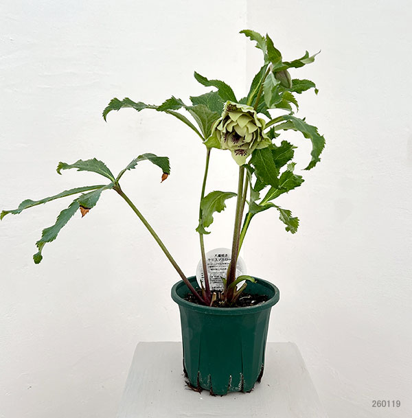 クリスマスローズ:ベルギー育種 ダブルグリーン26-12/4.5号ポット【現品販売】